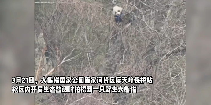 野生大熊猫再入镜头：唐家河保护区拍摄到“滚滚”爬树画面