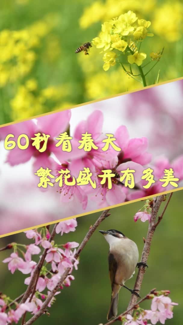 60秒看春天繁花盛开有多美
