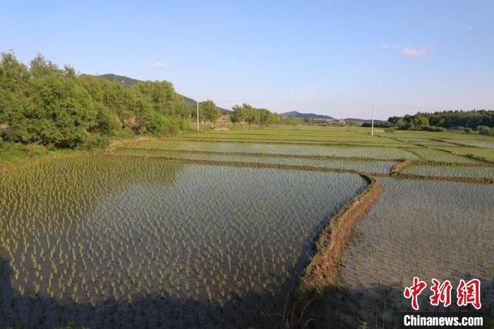 吉林磐石创建“千塘稻”：黑土地长出“环保粮”