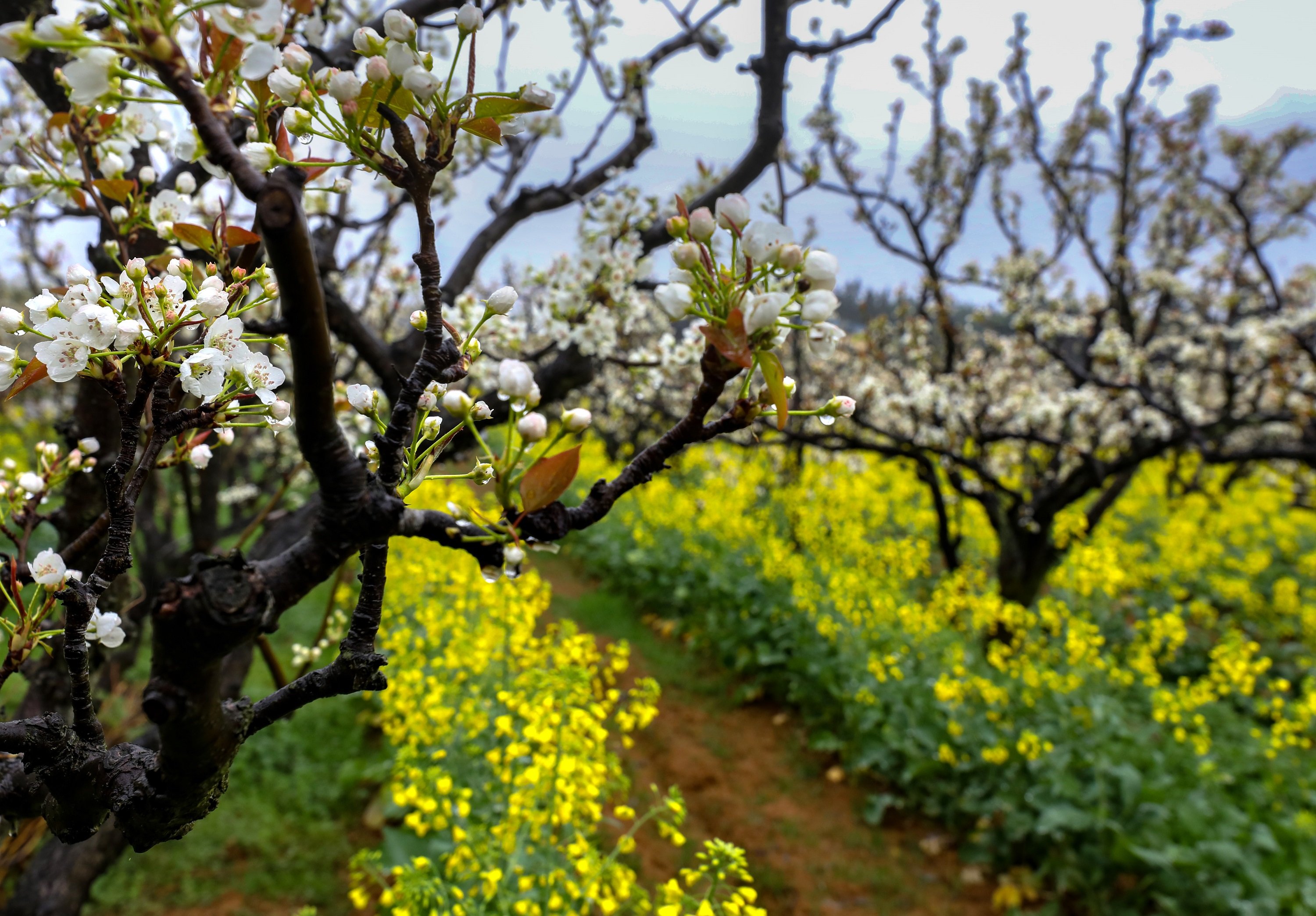 江西武宁：满园梨花俏争春