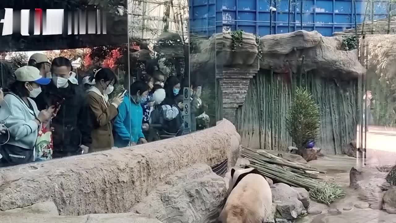探访北京动物园：丫丫回国将实现吃喝自由