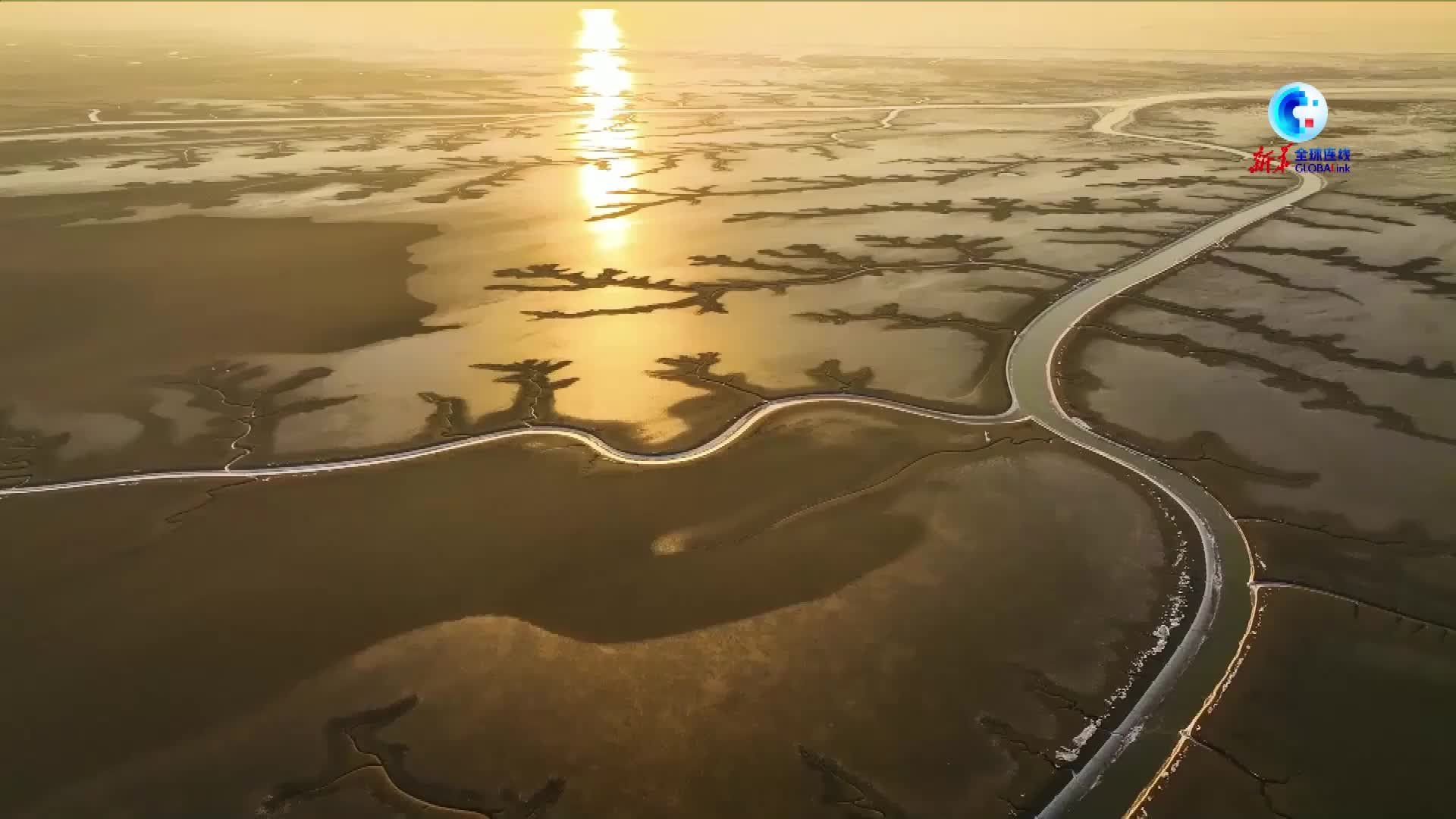 全球连线｜黄河三角洲生物多样性日益提升