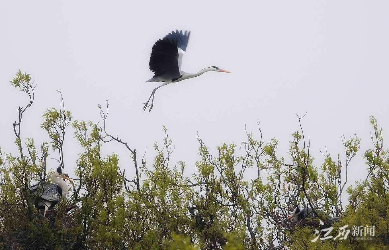 ▲分工明确,一只外出寻找枯木枝条,一只守在鸟巢里等候。