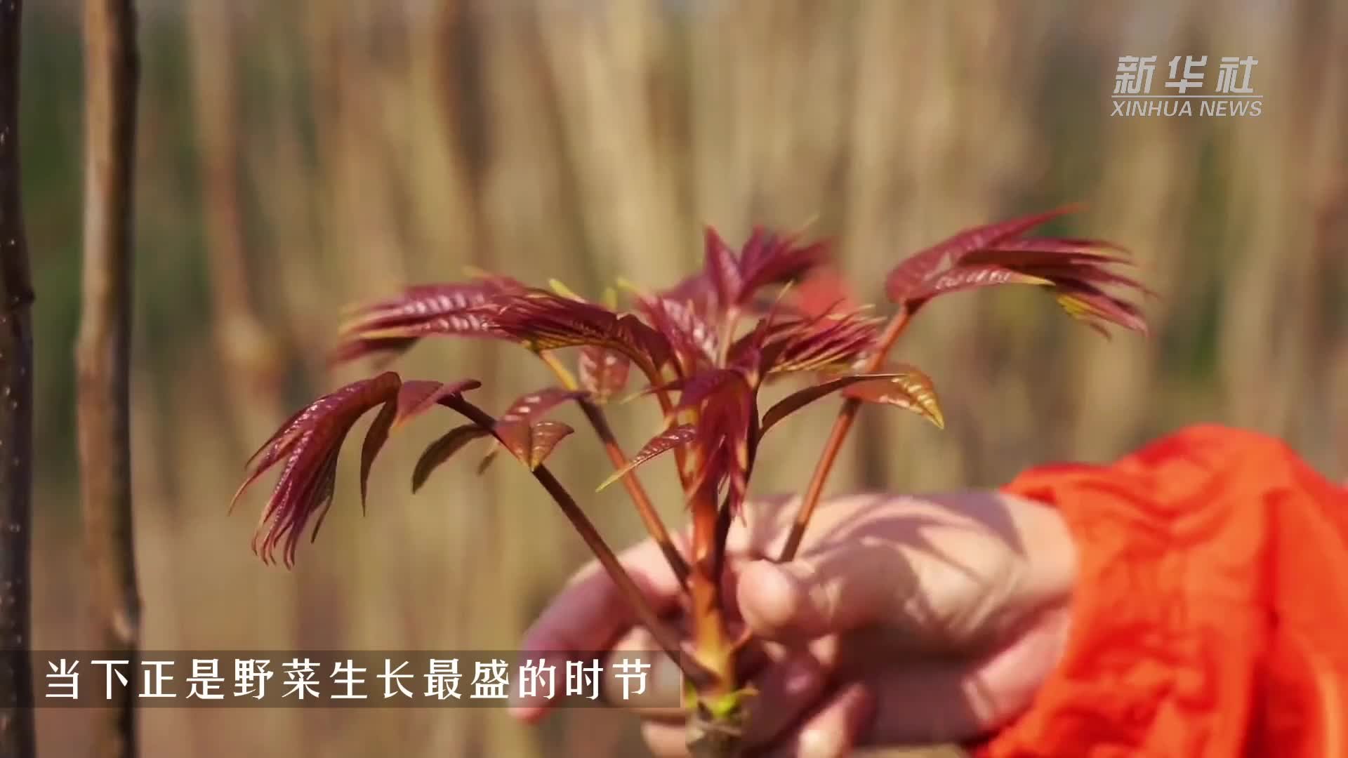 湖南临武：初春野菜俏 舌尖品“椿”天