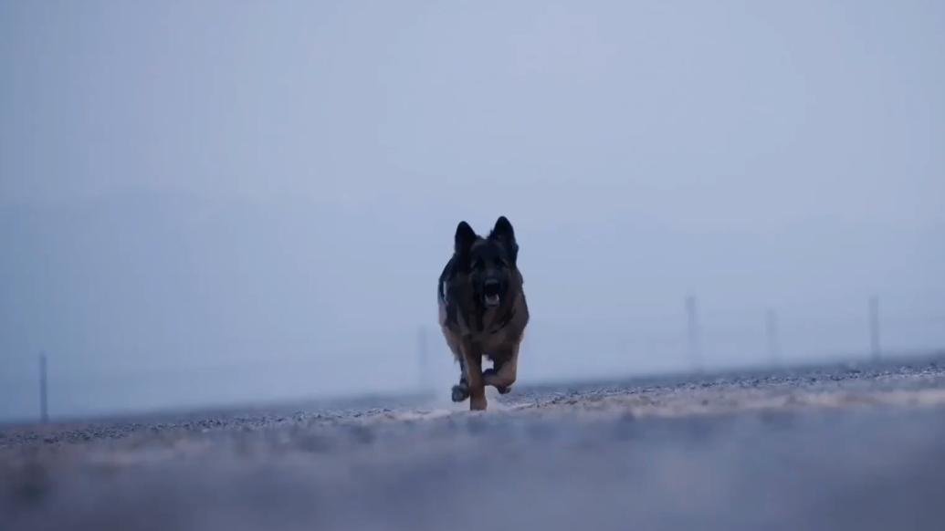 功勋犬来啦！边境卫士元凯