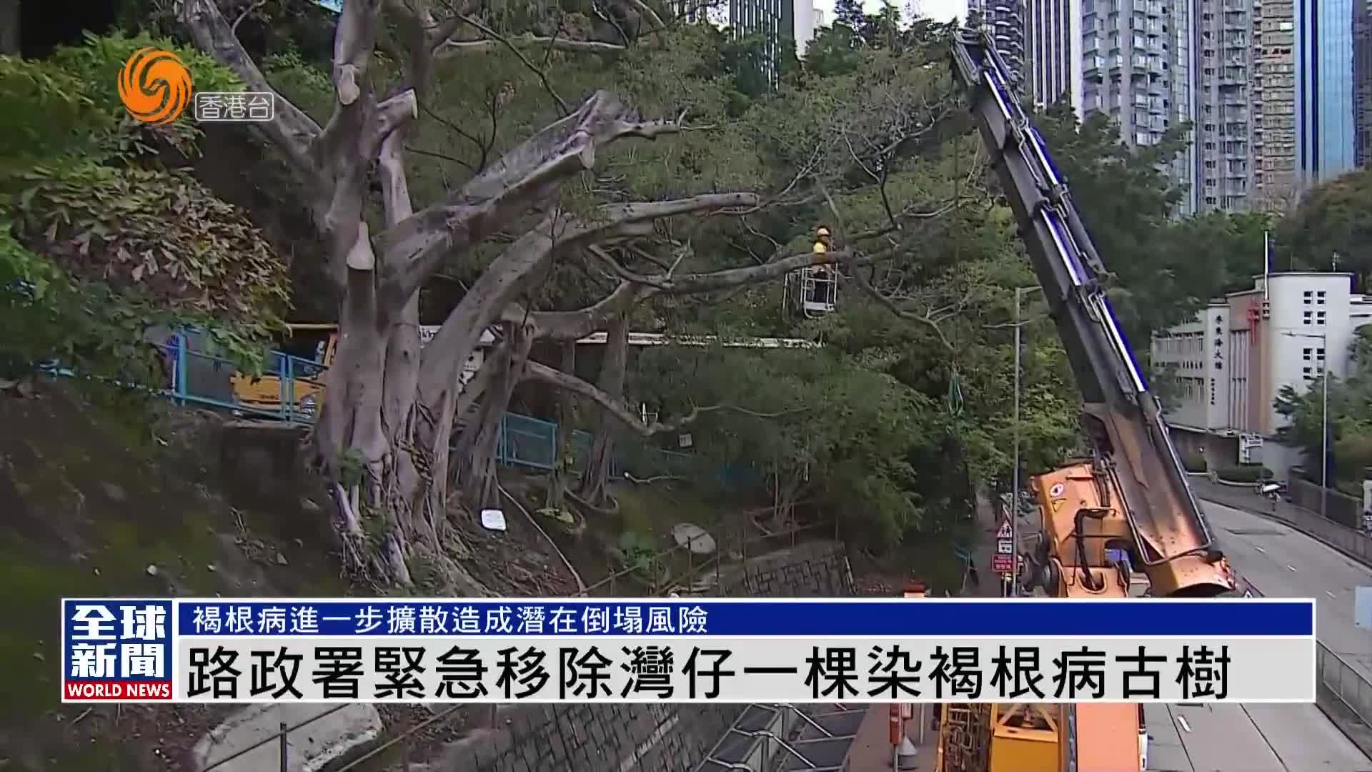 粤语报道｜路政署紧急移除湾仔一棵染褐根病古树