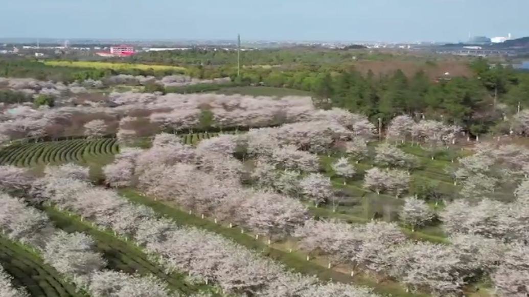 赏樱正当时！江西凤凰沟十万株樱花进入盛开期