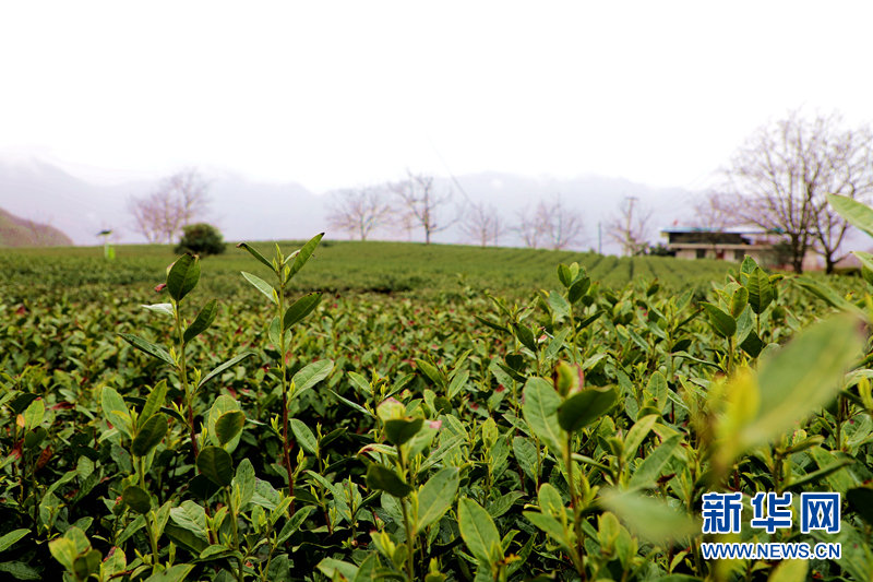 甘肃省陇南市文县碧口镇马家山村的茶园内一景 新华网（刘欣瑜 摄）