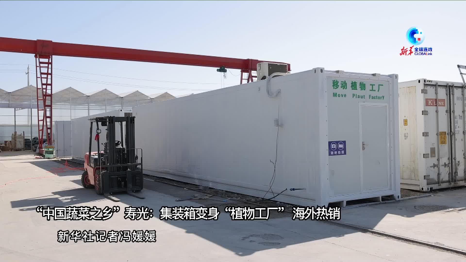 全球连线｜“中国蔬菜之乡”寿光：集装箱变身“植物工厂”海外热销