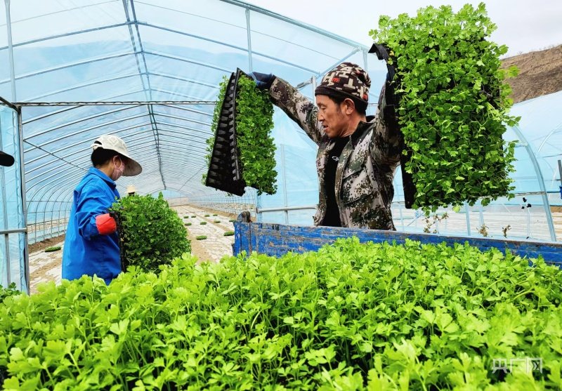 村民搬运准备移栽的芹菜苗（央广网发 魏国江 摄）