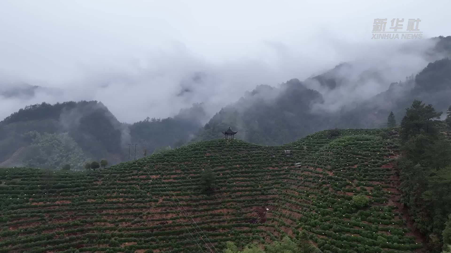 黄山毛峰迎来采摘季