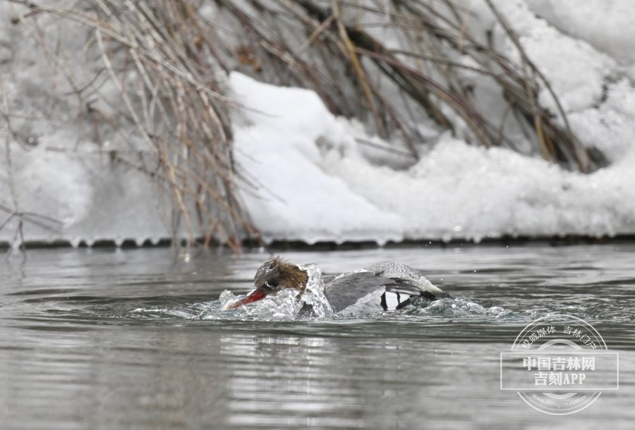 中华秋沙鸭在水中觅食