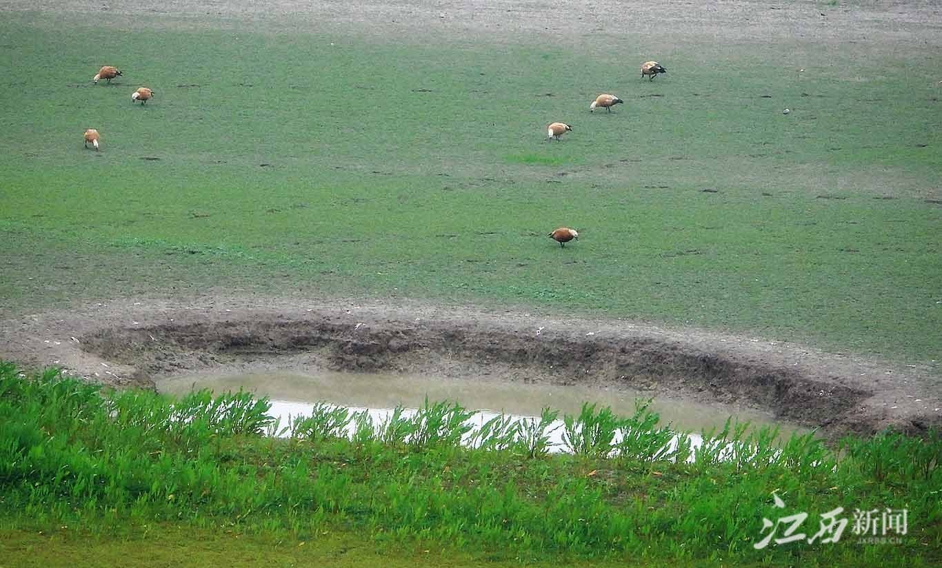 ▲成群的赤麻鸭埋着头觅食。