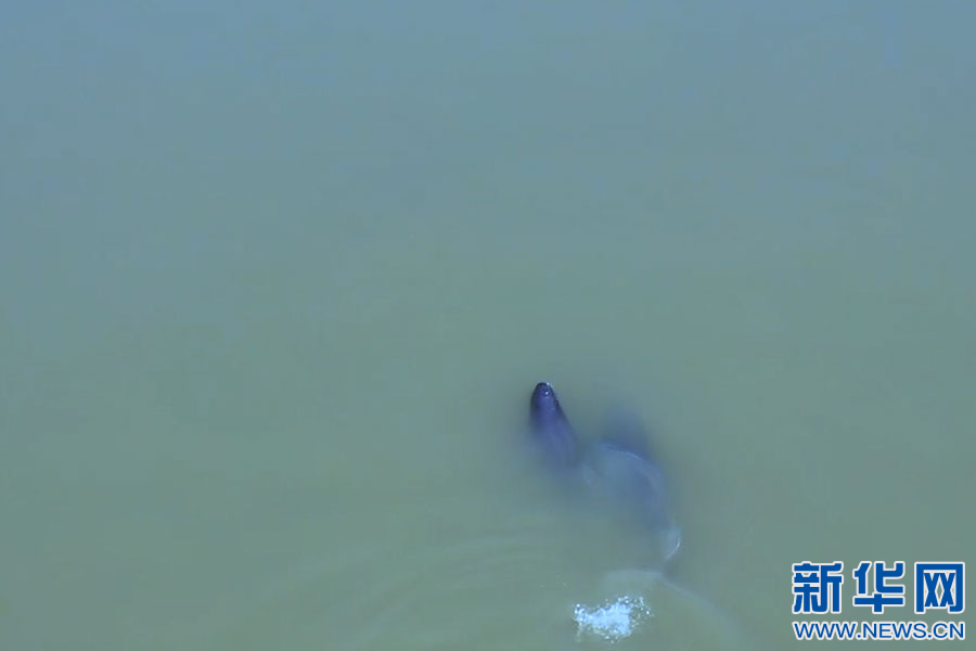 余干县康山水域的江豚，在水面上跳下潜、追逐嬉戏。新华网发 何冠宁 摄
