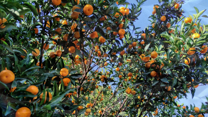 李师傅承包的蜜橘园喜获丰收