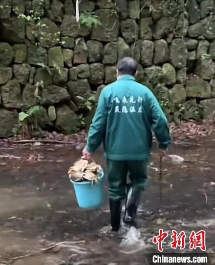 杭州灵隐景区溪流中大量乌龟死亡景区呼吁：停止放生