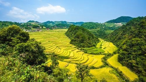 芷江千丘田玉腰米种植基地