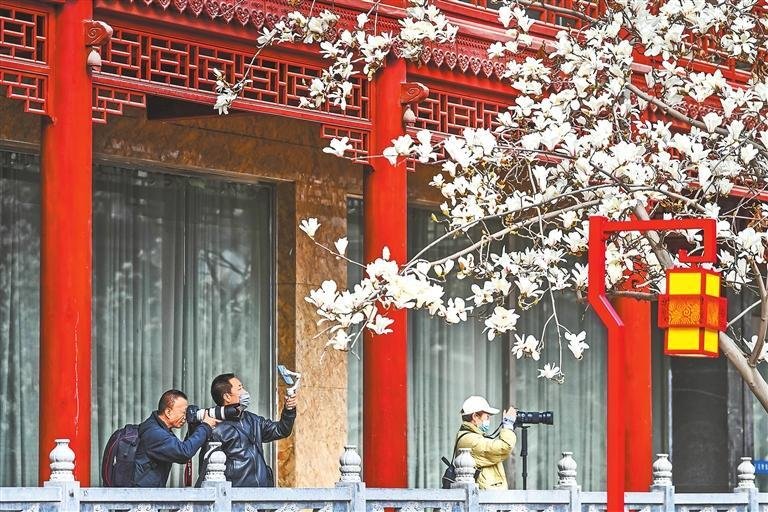 秦州古城玉兰绽放