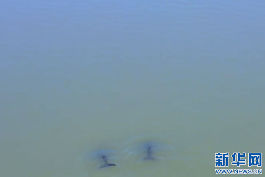 余干县康山水域的江豚，在水面上跳下潜、追逐嬉戏。新华网发 何冠宁 摄