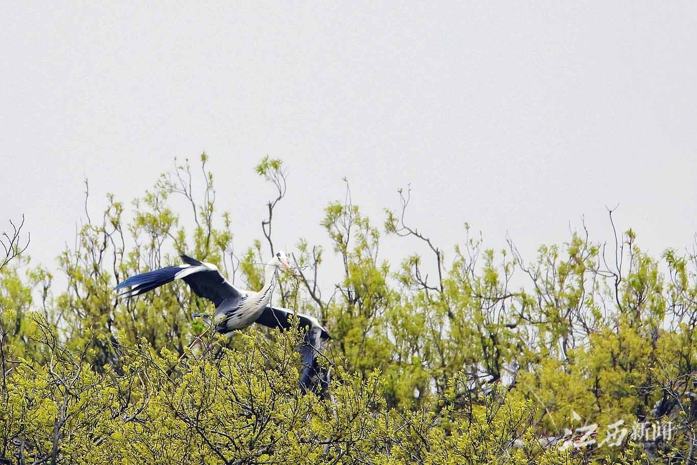 ▲鄱阳湖畔都昌县苏山乡达子咀村,苍鹭嘴衔枝条,为筑巢繁殖做着充分准备。摄影|江西日报全媒体记者徐铮