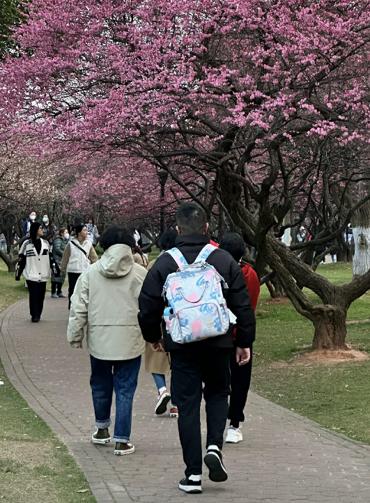 △春日的橘子洲不少游客前往踏青 图/郑旭