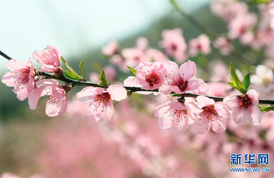 3月27日，河南省洛阳市汝阳县柏树乡柏树村桃树林，桃花朵朵开。