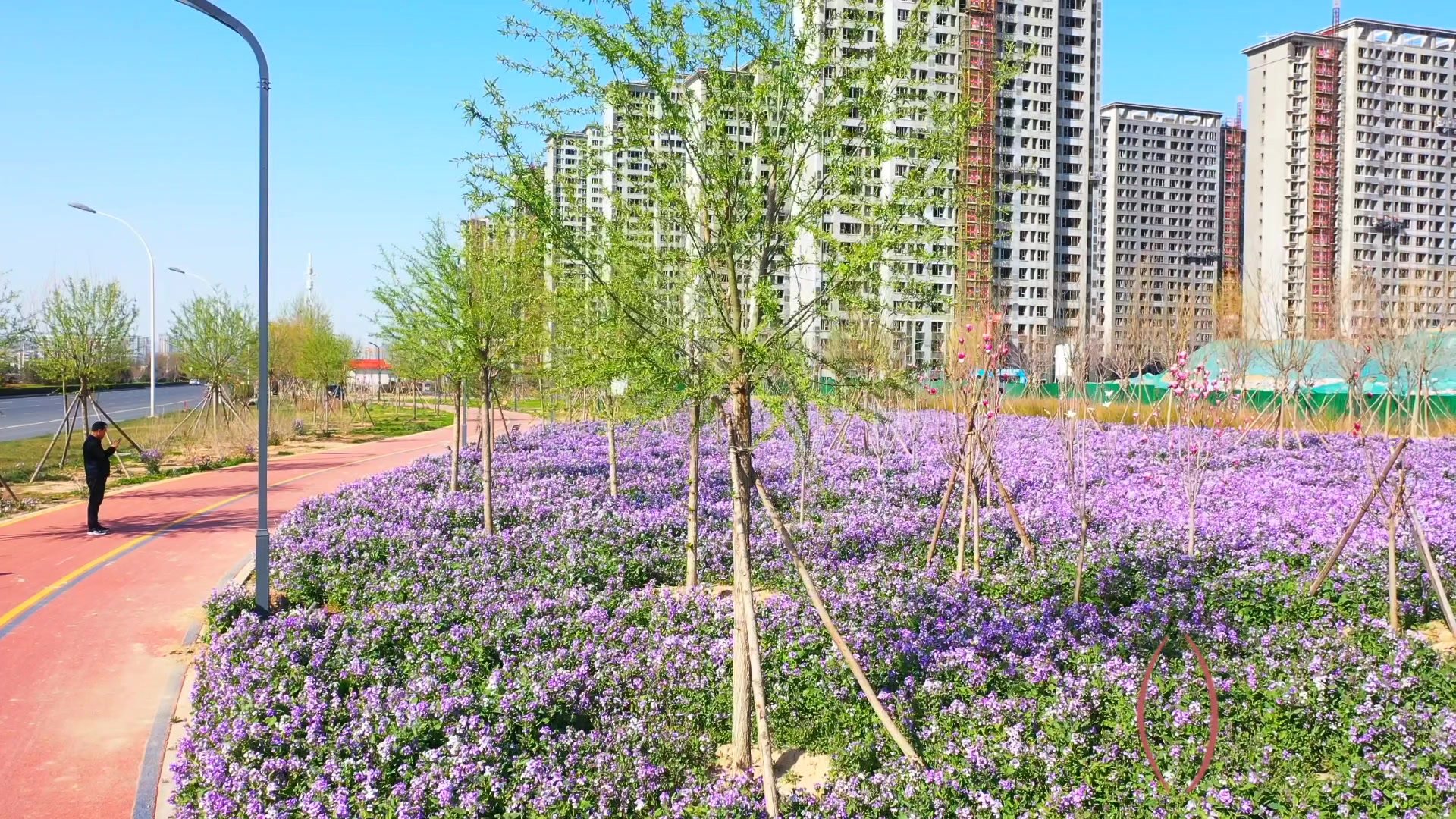 走!赏花去:到保定东三环逛一逛紫色花海