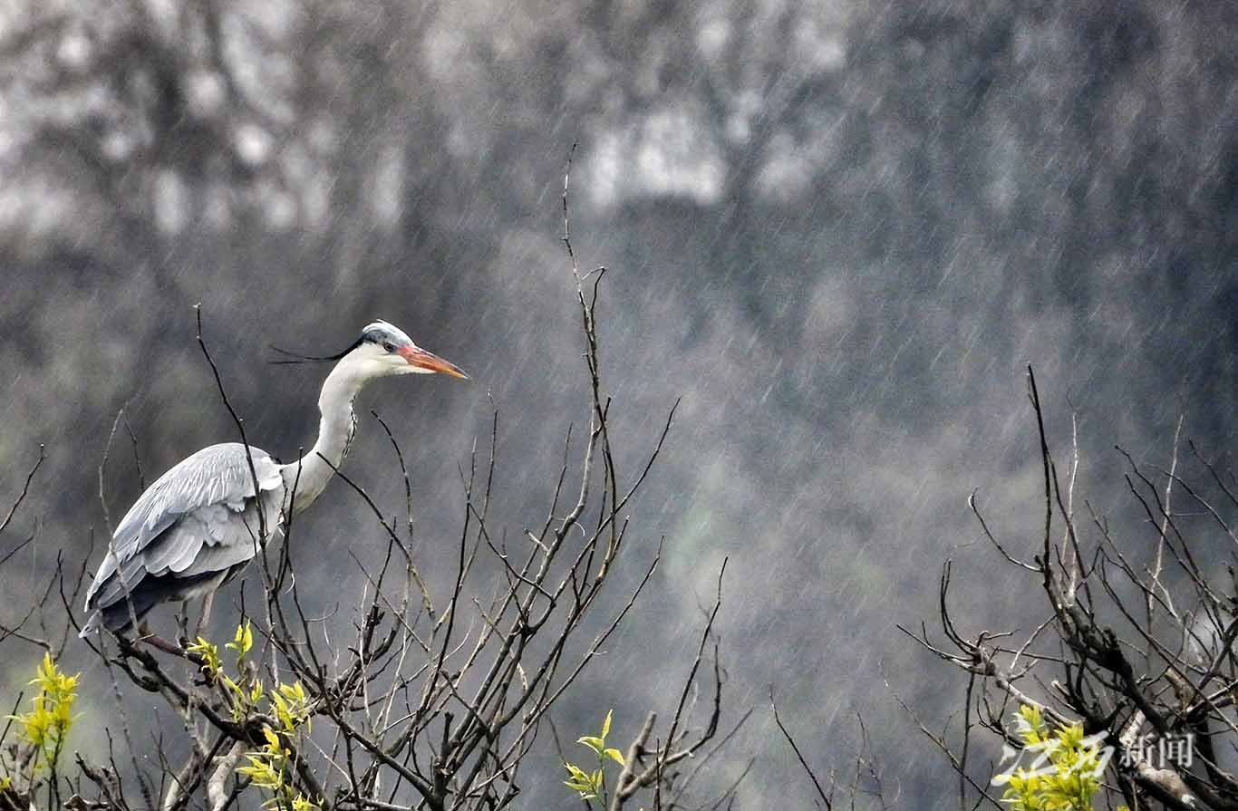 ▲下雨了,就站在枝头休息一下。