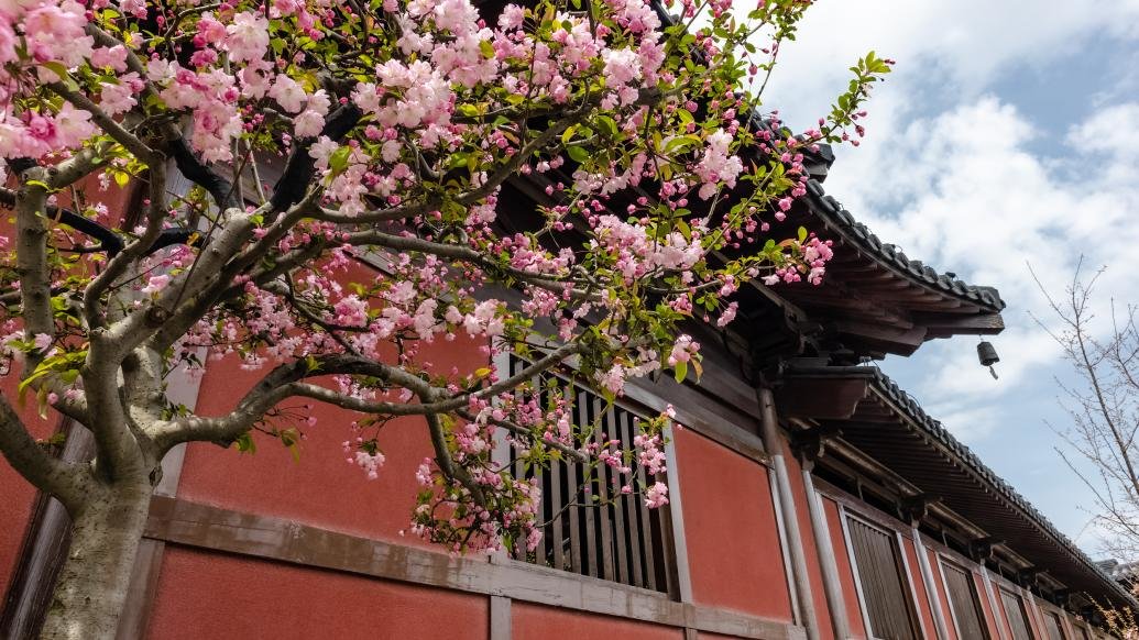 上海广富林樱花季“盛装”迎客，快来打卡拍照吧