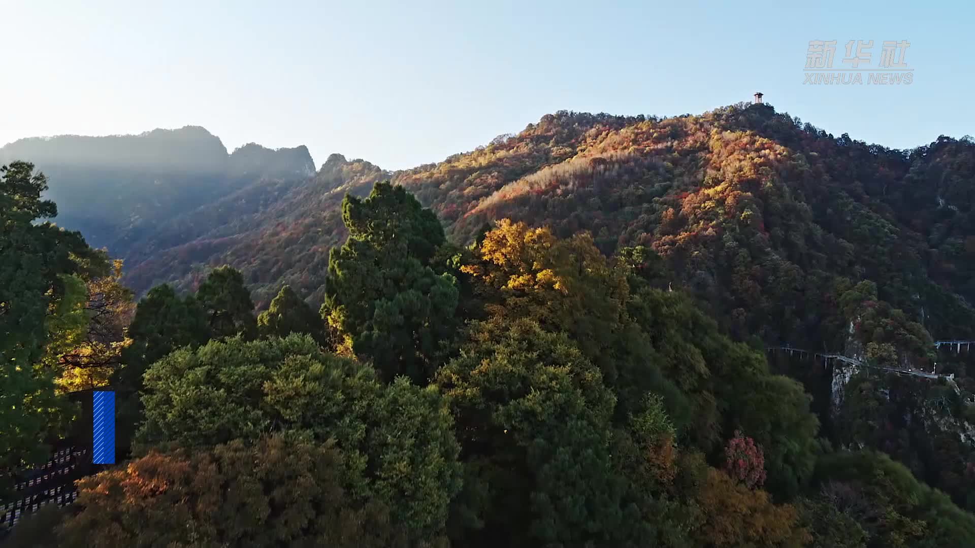 红豆杉种子游太空 古老树种生机盎然