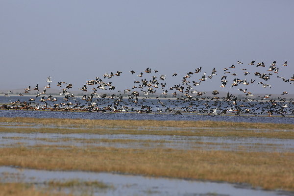 沙漠湿地冰消雪融 候鸟翔集乐悠悠