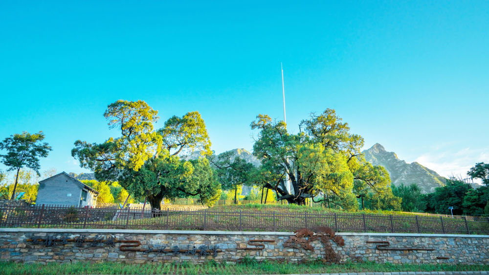 经过挪路改造,以“九搂十八杈”和另外一棵1000多年树龄的古柏为核心的古柏主题公园于2022年建成。