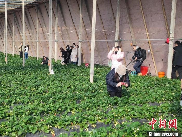 山东打造“盘中餐”金字招牌特色农业显“富农”大作为