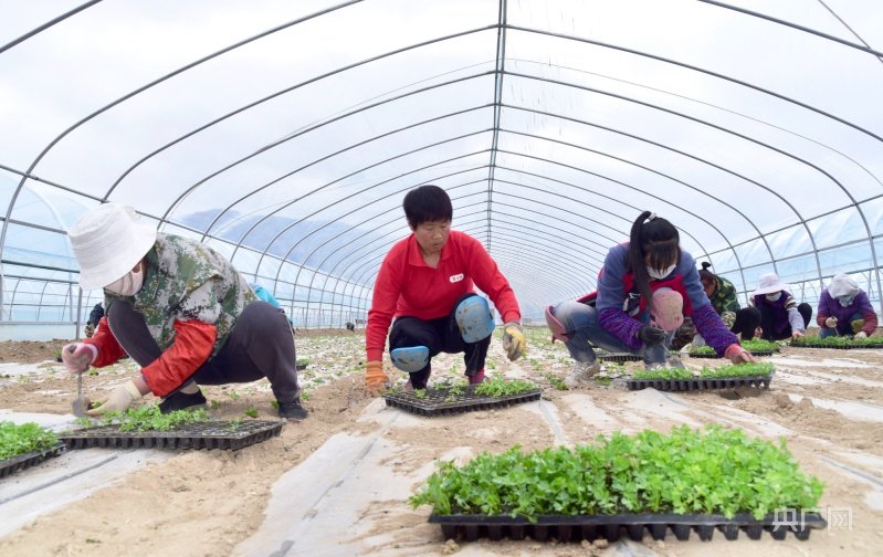 村民正在移栽芹菜苗（央广网发 魏国江 摄）