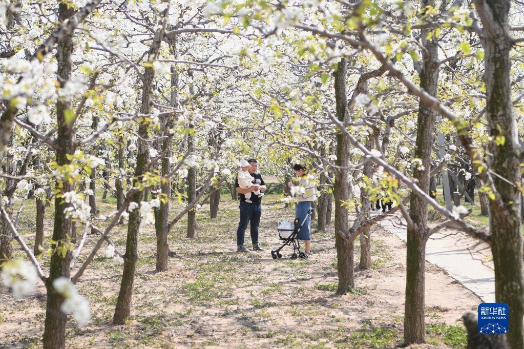 3月29日，游客在宁陵县万亩梨园景区游览。新华社记者 张浩然 摄