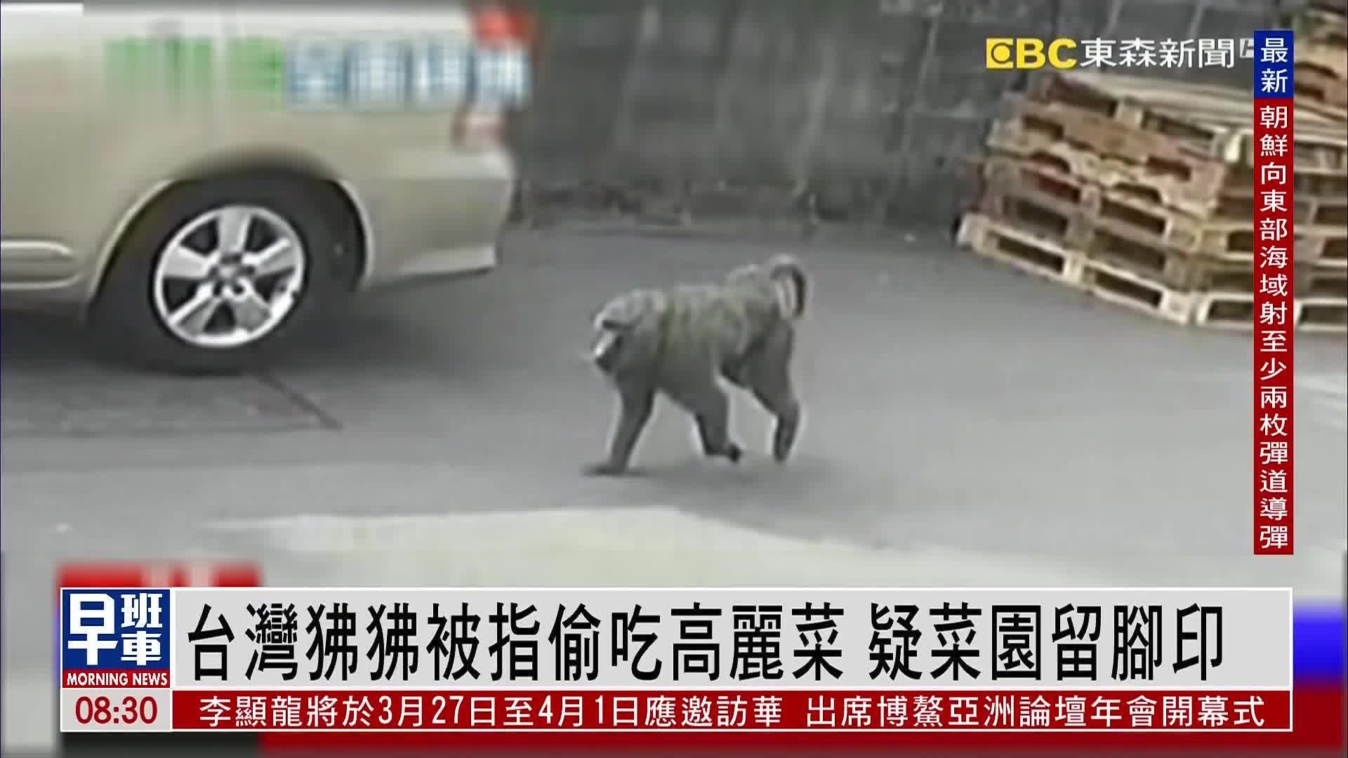 台湾狒狒被指偷吃高丽菜 疑菜园留脚印_凤凰网视频_凤凰网