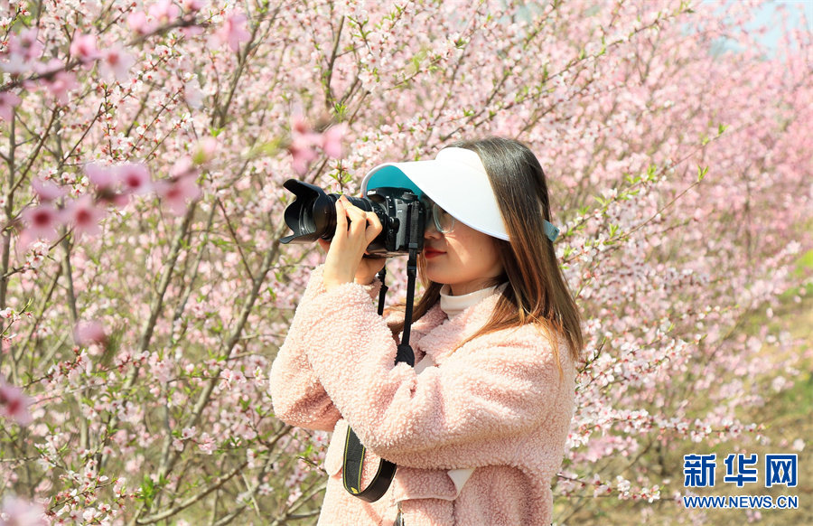 3月27日，河南省洛阳市汝阳县柏树乡柏树村桃树林，游客在赏花拍照。