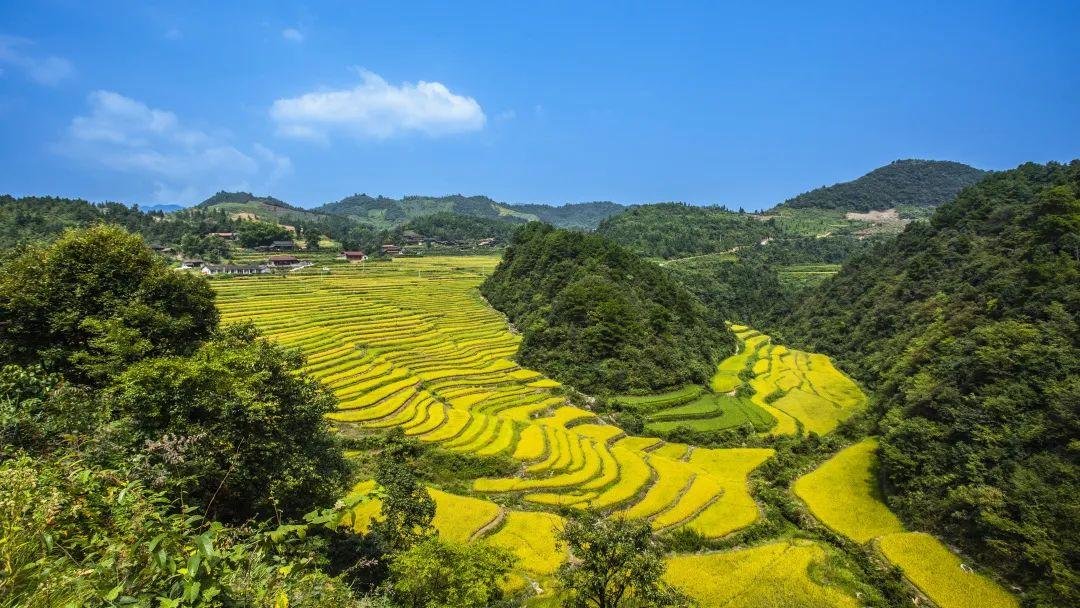 千丘田玉腰米基地