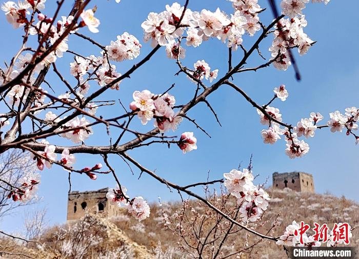 图为山花与长城交相辉映，春景如画。　曹建雄 摄