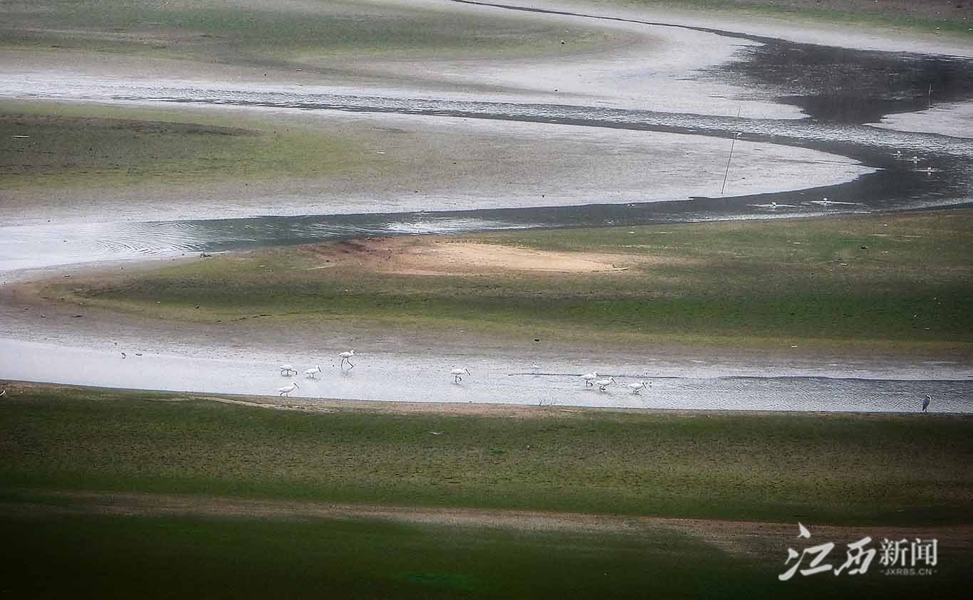 ▲鄱阳湖畔都昌县苏山乡达子咀村,白琵鹭在一处滩涂觅食。