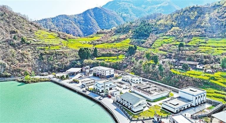 白水江畔油菜花开