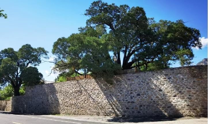 挪路前,省级公路松曹路的挡墙紧贴着“九搂十八杈”,严重挤压了古侧柏的生存空间。