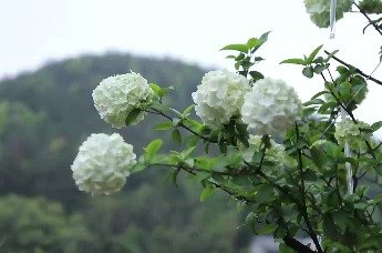 广丰区首届大地艺术节暨中华木绣球广丰博览园文化旅游推介会在大南镇盛大举行