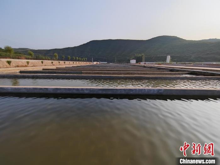 山西省沁水县通过“一乡一特”产业布局，推进乡村振兴。图为沁水县郑庄镇三文鱼养殖基地。　高瑞峰 摄