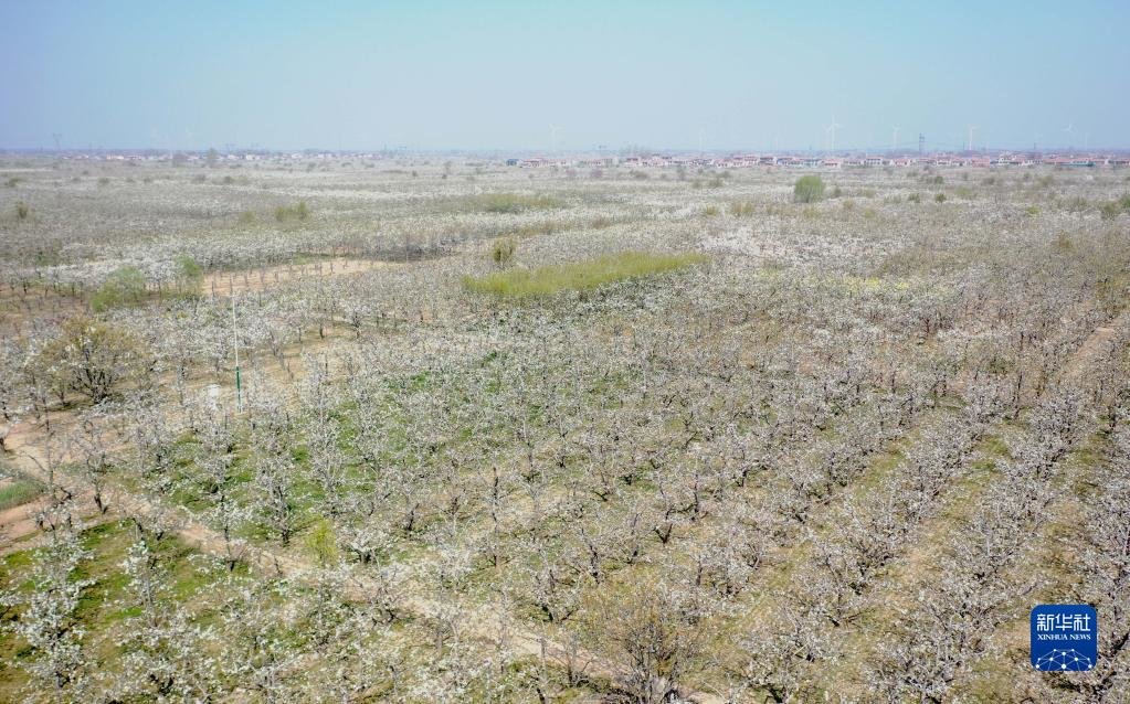 这是3月29日在河南省商丘市宁陵县拍摄的万亩梨园景区（无人机照片）。新华社记者 张浩然 摄
