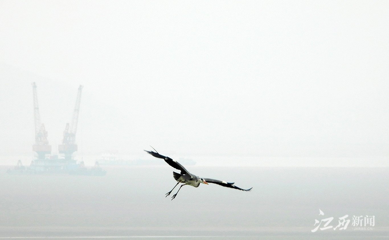 ▲外出寻找枯木枝条,准备筑巢。