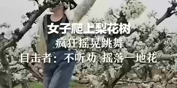 襄阳一女子爬上梨花树疯狂摇晃跳舞，目击者：不听劝阻，摇落一地花