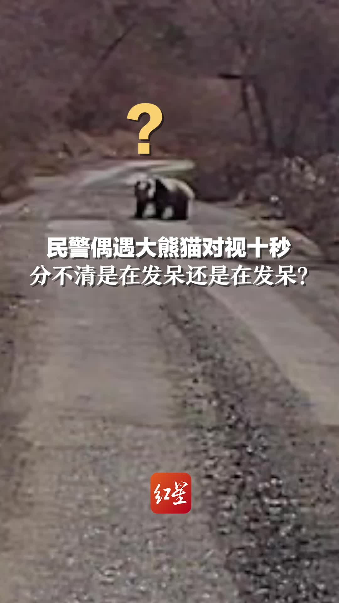 大熊猫路边发呆偶遇民警巡逻，与民警对峙十秒钟