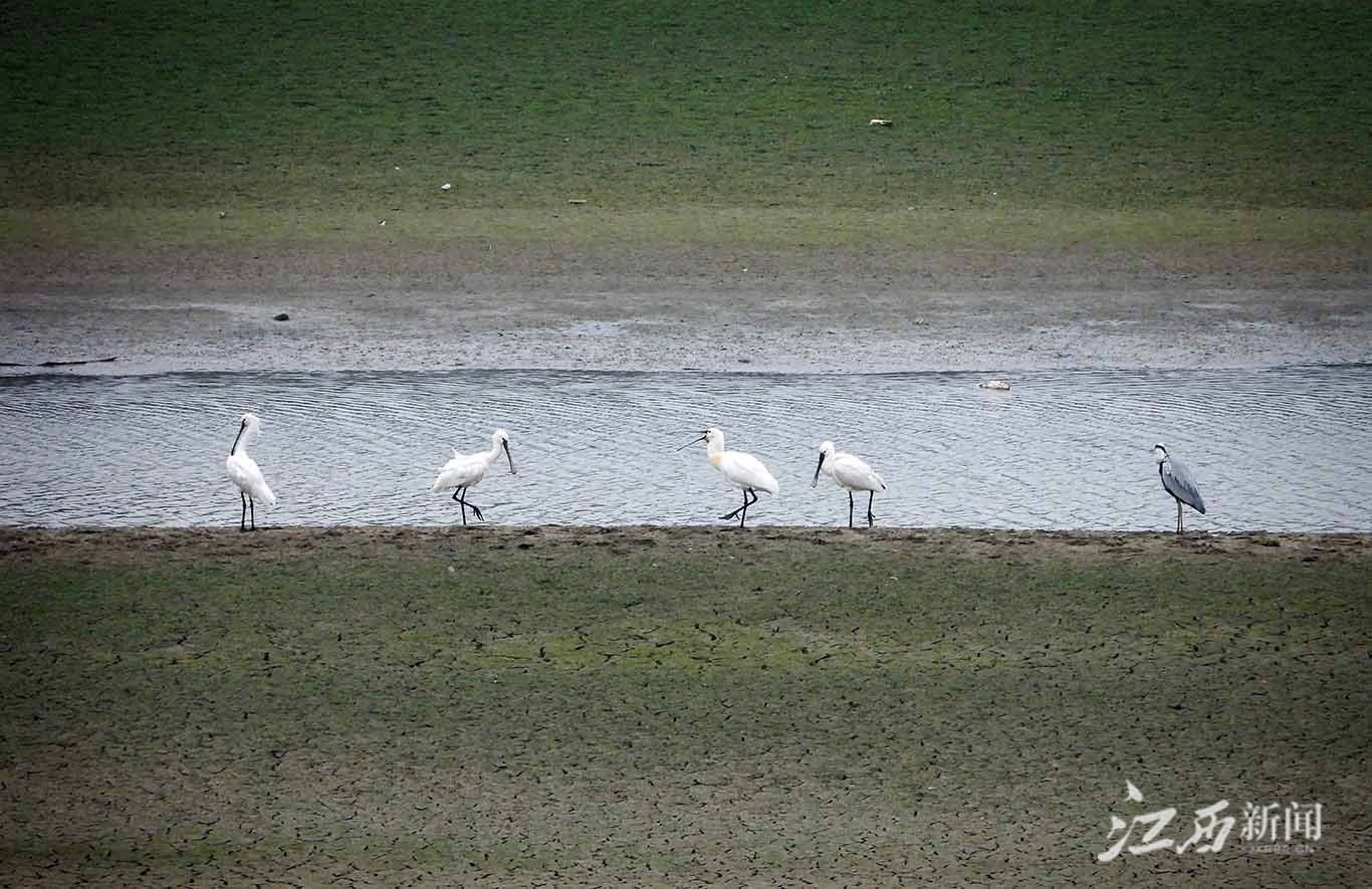 ▲白琵鹭和苍鹭站成一排。