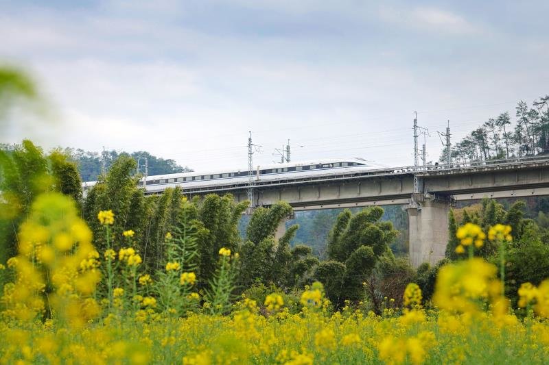 南龙铁路的动车组列车在永安市永浆村油菜花海中穿行。严谭 摄